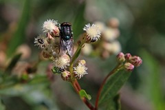 Compsomyiops callipes