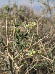 Rhinotropis acanthoclada