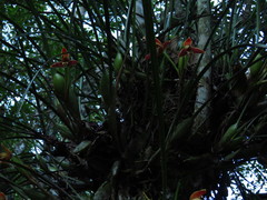 Maxillaria tenuifolia