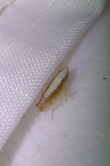 Scaphytopius elegans