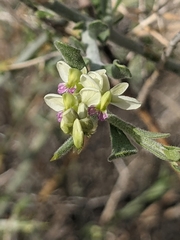 Rhinotropis acanthoclada