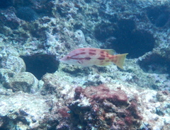 Bodianus unimaculatus