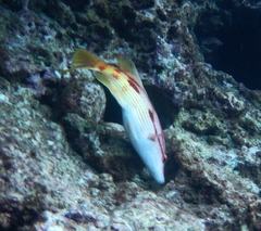 Bodianus unimaculatus