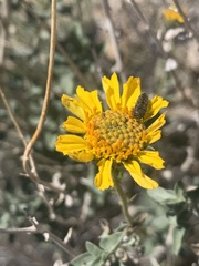 Encelia virginensis