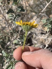 Encelia virginensis
