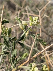 Rhinotropis acanthoclada