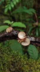 Crepidotus calolepis