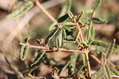 Correa decumbens