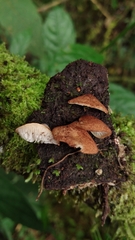 Crepidotus calolepis