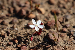 Drosera praefolia