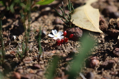 Drosera praefolia
