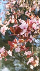 Prunus