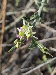 Rhinotropis acanthoclada