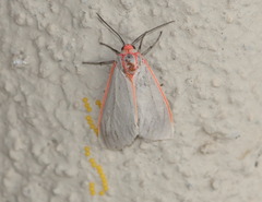 Pygarctia spraguei