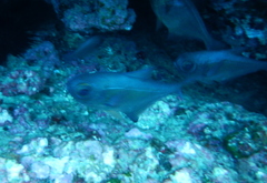 Pempheris adspersa