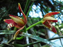Maxillaria tenuifolia