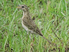 Anthus rufulus