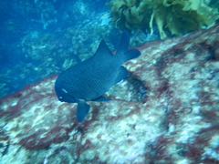 Parma alboscapularis