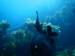 Parma alboscapularis