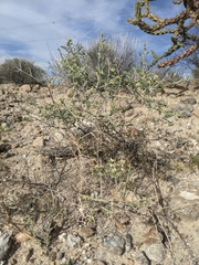 Rhinotropis acanthoclada