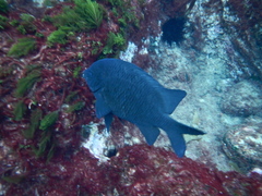 Parma alboscapularis