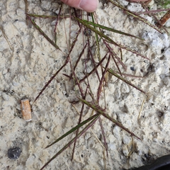 Andropogon distachyos