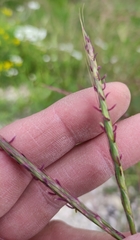Andropogon distachyos