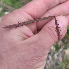 Andropogon distachyos