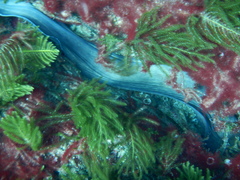 Gymnothorax nubilus