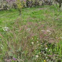 Andropogon distachyos