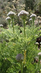 Serruria pedunculata