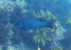 Girella cyanea