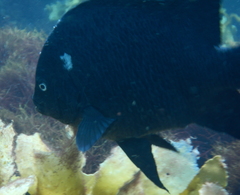 Parma alboscapularis