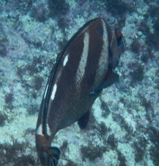 Morwong ephippium