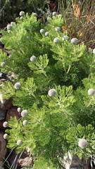 Serruria pedunculata