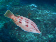 Bodianus unimaculatus