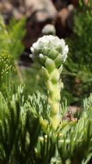 Serruria pedunculata