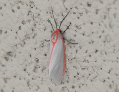 Pygarctia spraguei