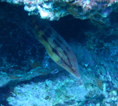 Bodianus unimaculatus