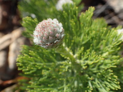 Serruria pedunculata