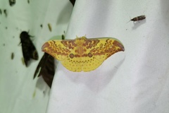 Lemaireia luteopeplus