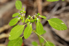 Euphorbia bifurcata