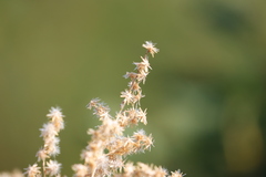 Apalochlamys spectabilis