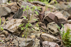 Euphorbia bifurcata
