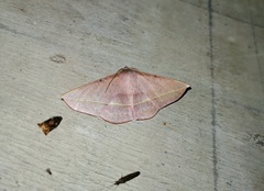 Sarcinodes yaeyamana