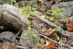 Euphorbia bifurcata