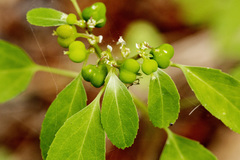 Euphorbia bifurcata