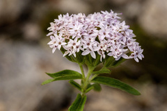 Stevia plummerae