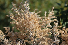 Apalochlamys spectabilis