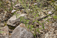 Stevia plummerae